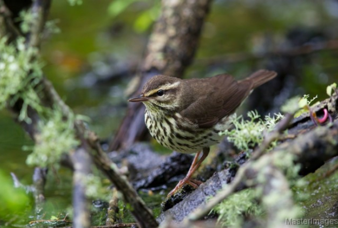 Northern Waterthrush - larry