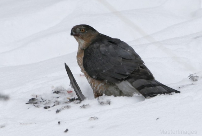 cooper's hawk - larry