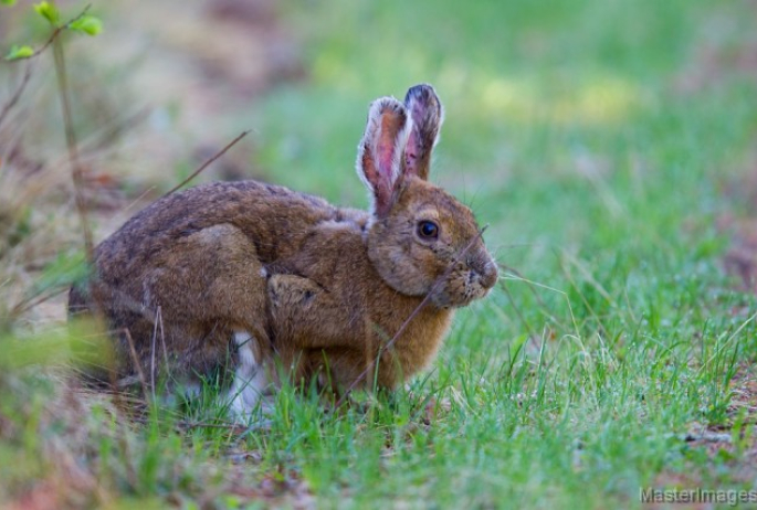 snowshow hare - Larry