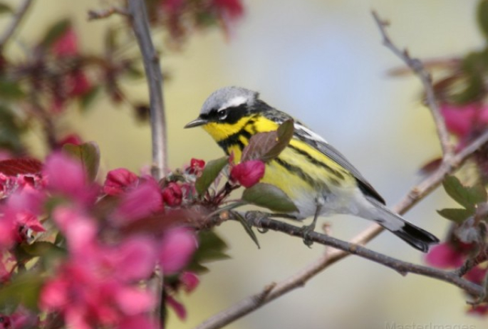 Magnolia Warbler - Larry