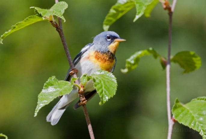 N. parula - larry