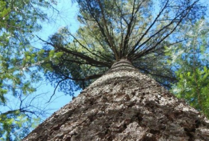 See some of the oldest trees on the East Coast with this rare cluster of old-growth white pines