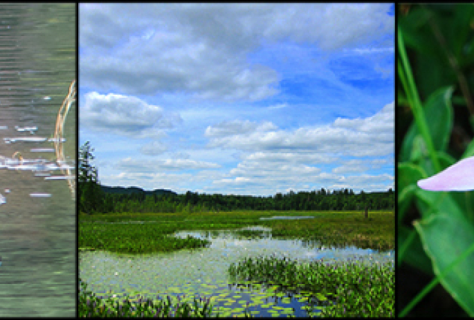 Paul Smith's Visitor Interpretive Center offers a daily nature walk and many interpretive opportunities