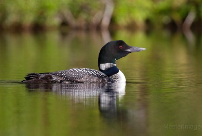 Common Loon Larry