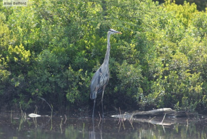 Great Blue Heron