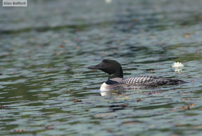 Common Loon