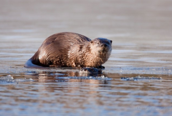 Otter - ice