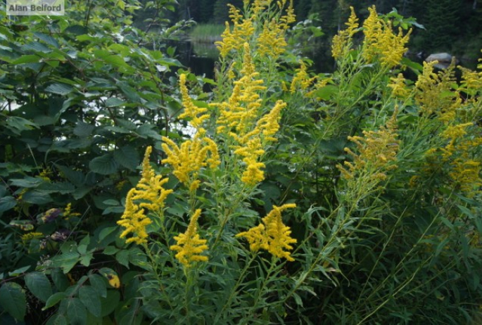 Canada Goldenrod