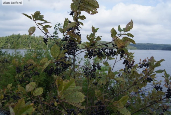 Choke Cherry