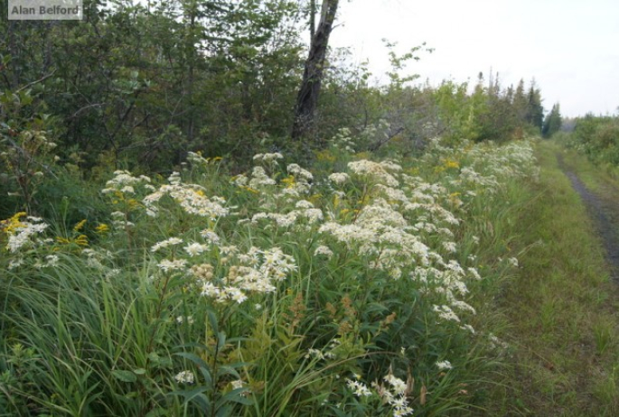 Flat-topped Aster