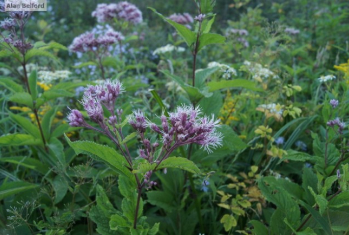 Spotted Joe-Pye Weed