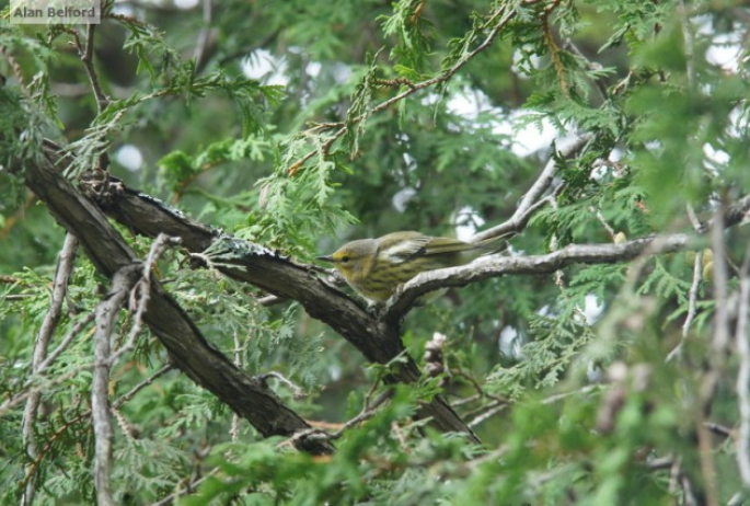 Cape May Warbler