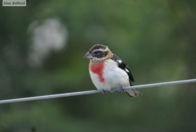 rose-breasted grosbeak