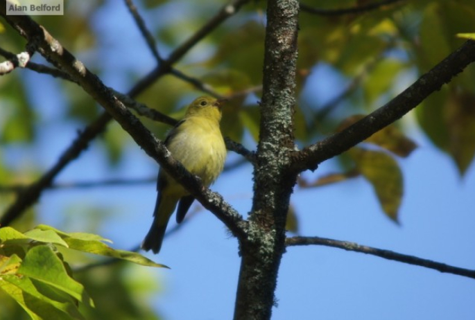 Scarlet Tanager