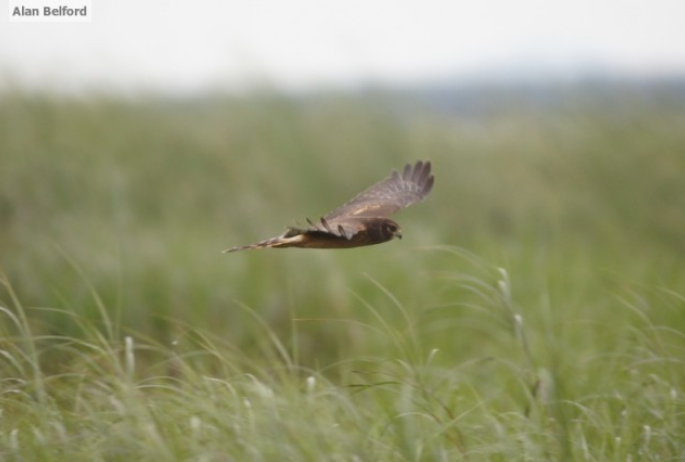 Northern Harrier