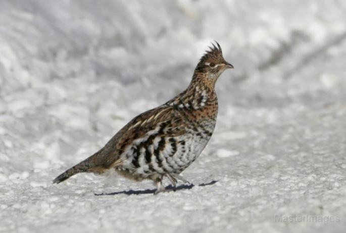 Ruffed Grouse - Larry