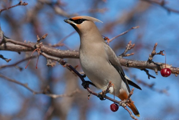 Bohemian Waxwing - Larry