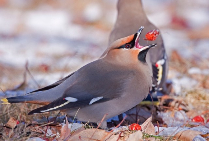 Bohemian Waxwing - Larry