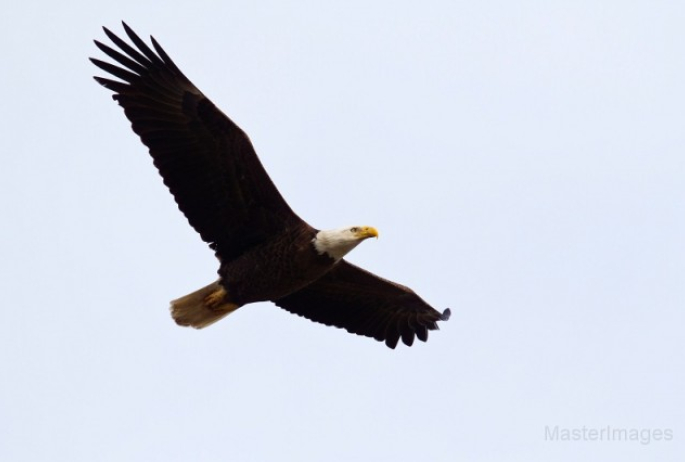 Bald eagle - Larry Master