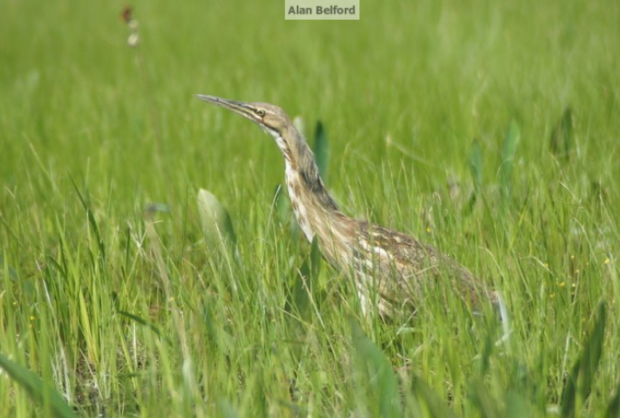 American Bittern