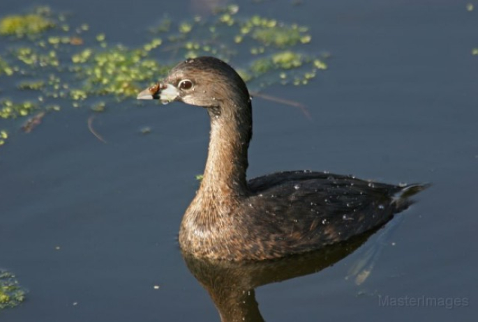 Pied-billed Grebe - Larry