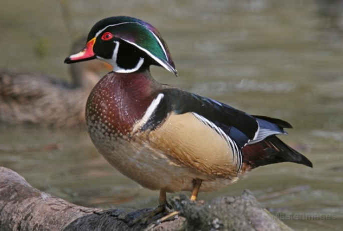 Wood Duck - Larry