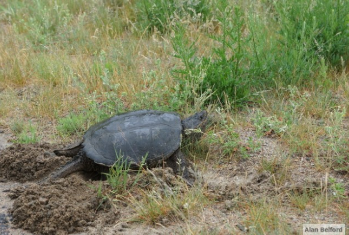 Snapping Turtle Madawaska