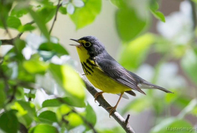 Canada Warbler - Larry