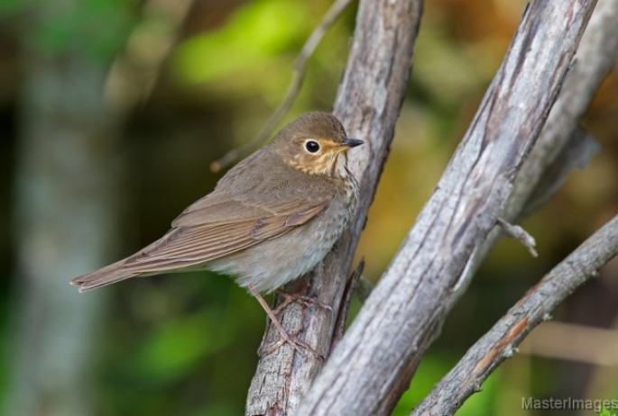 Swainson's Thrush - Larry