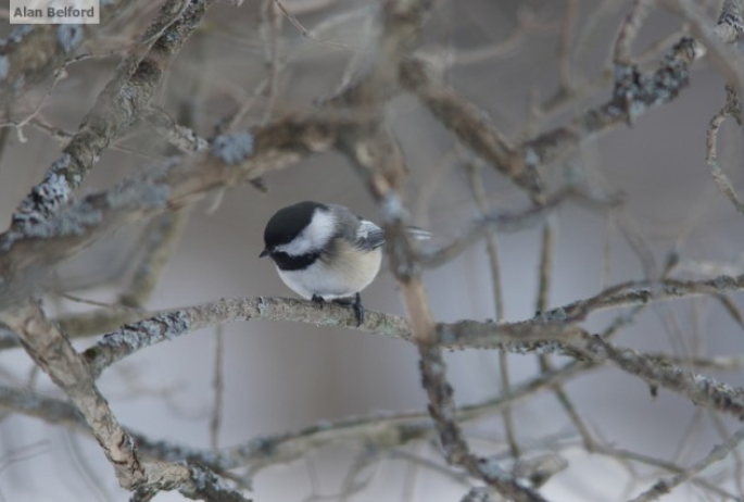 Black-capped Chickadee