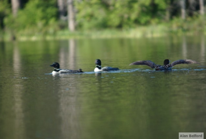 Common Loons