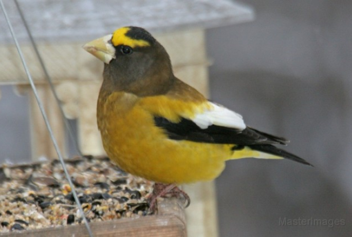 Evening Grosbeak - Larry