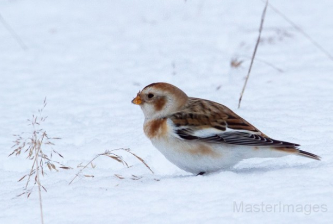 Snow Bunting - Larry