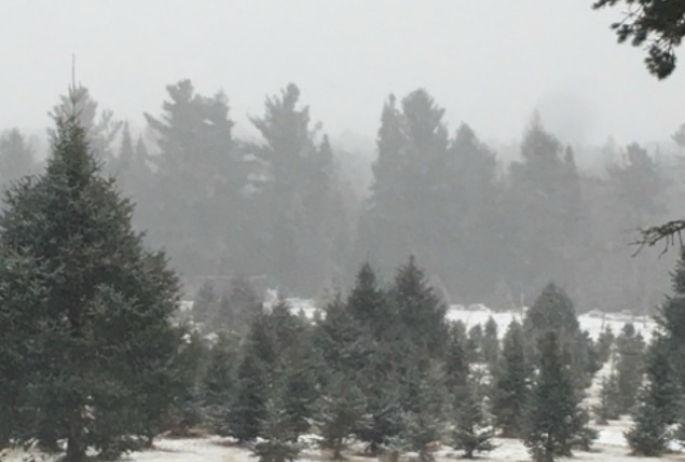 Christmas trees in their natural habitat. Hunt them in the wild!