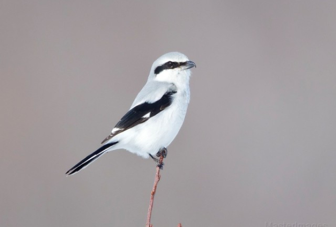 Northern Shrike - Larry