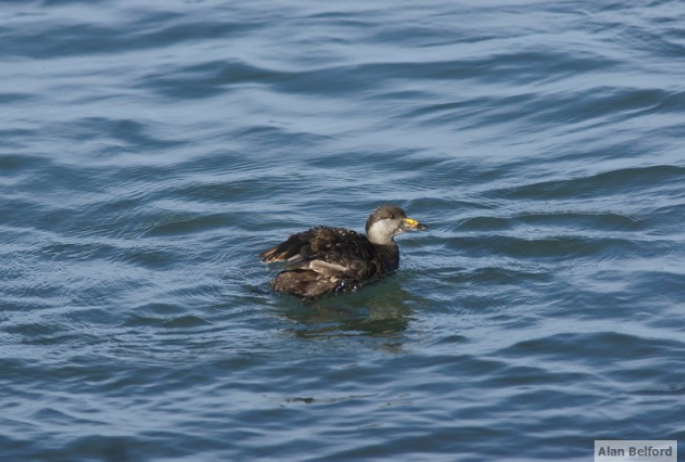 Black Scoter