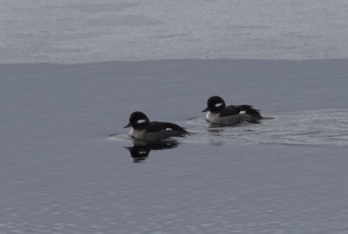 Bufflehead