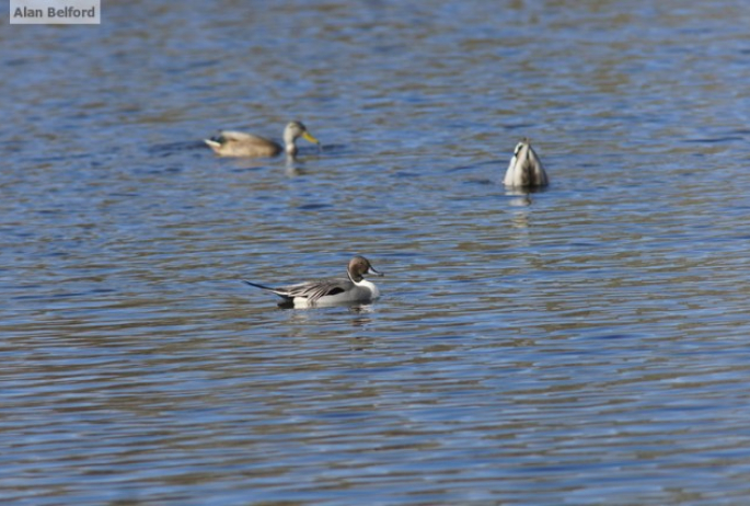 Northern Pintail