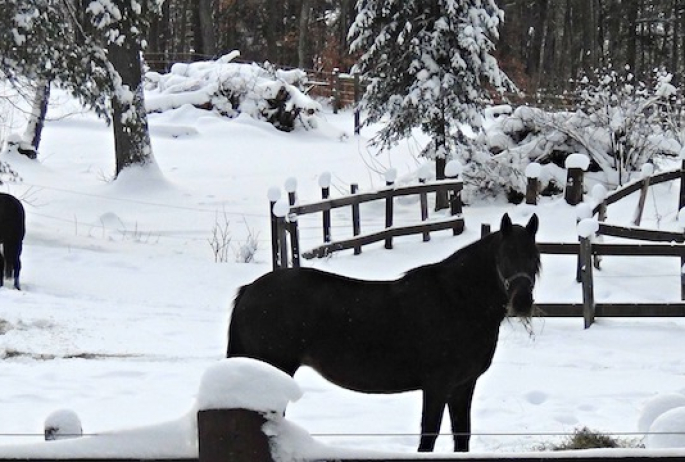 As seen in their corral, these draft horses have the heft and thick coat that keeps them warm in the winter.