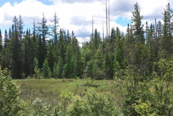 An unexpected meadow offers a fantastic vista