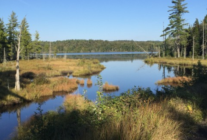 McCauley Pond