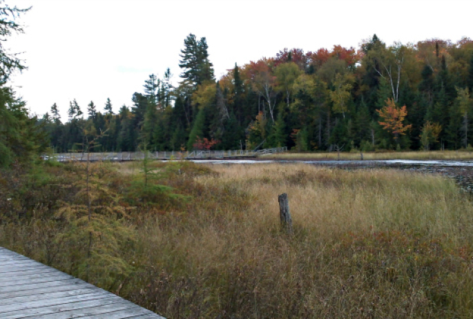 Singing "Down by the Boardwalk" is optional, but enjoyable. These walkways give us access without disturbing the delicate bog vegetation... or getting our feet wet.