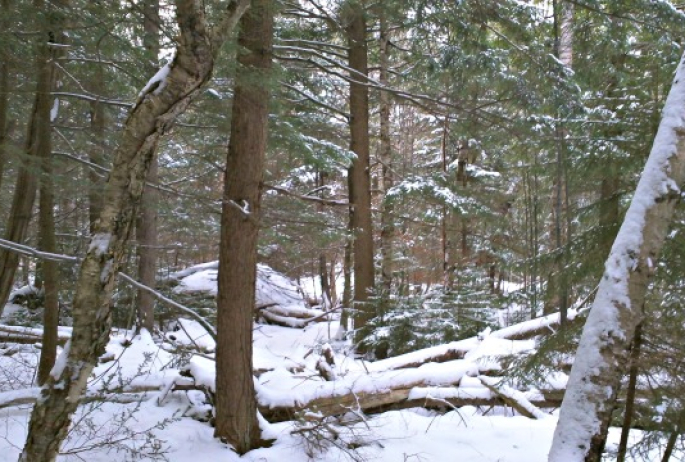 After seeing the forest floor "left natural," we will really appreciate the groomed trails.