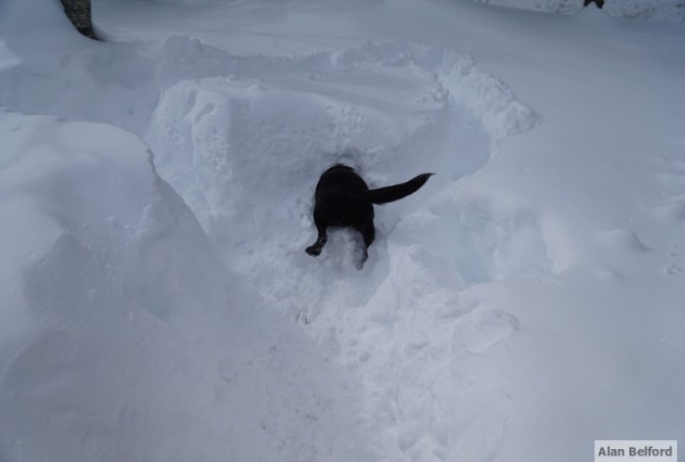 Wren - diving snow pile