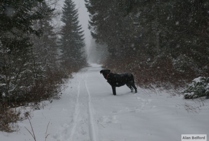 Wren - Bog Trail