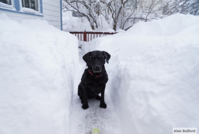 Wren - deck snow