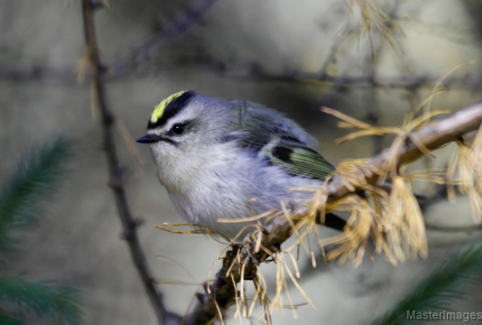 Golden-crowned Kinglet.Larry