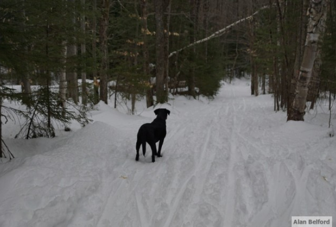 Wren.Jackrabbit downhill