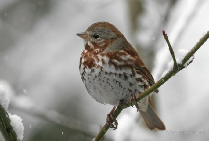 Fox Sparrow - Larry