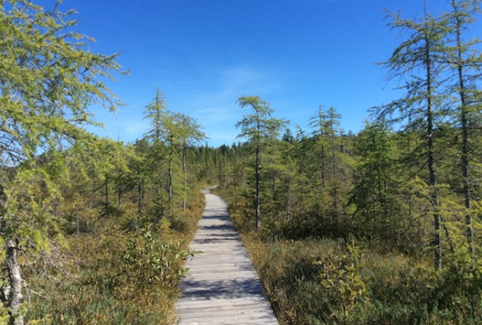 Many of these bog species are miniature versions of what lies ahead.